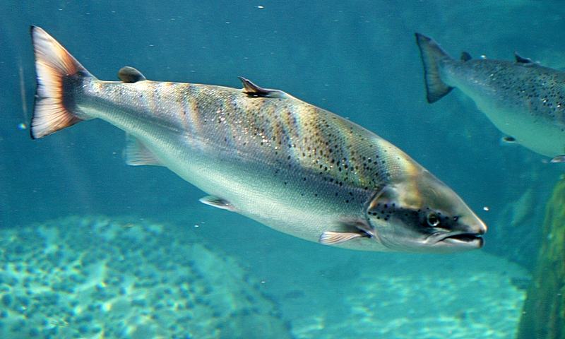 ca hoi dai tay duong Salmo salar 1